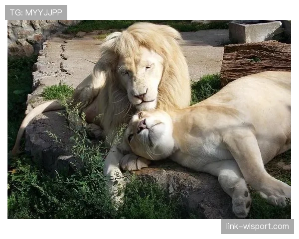 石智勇这日常，明明篮球场上是狠角色，结果朋友圈却全是猫猫狗狗秀恩爱？